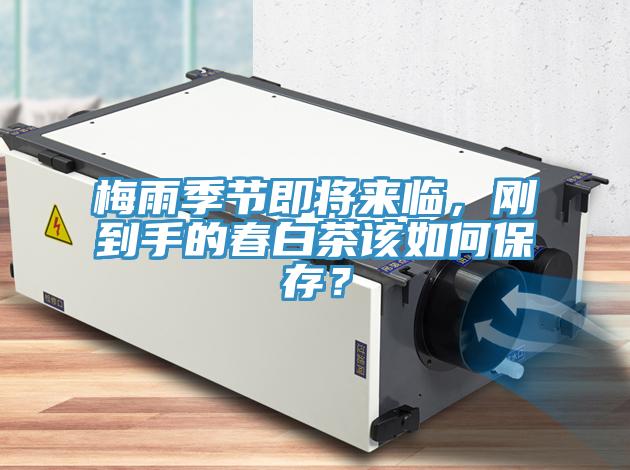 梅雨季節(jié)即將來臨，剛到手的春白茶該如何保存？