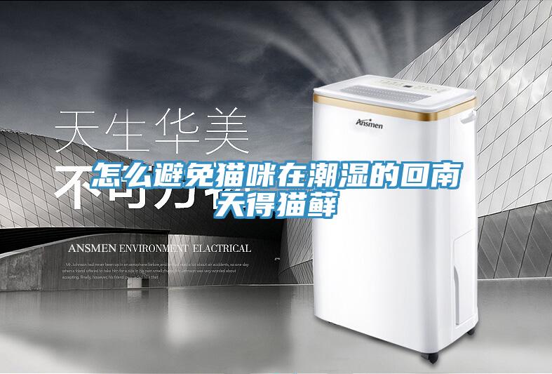 怎么避免貓咪在潮濕的回南天得貓蘚
